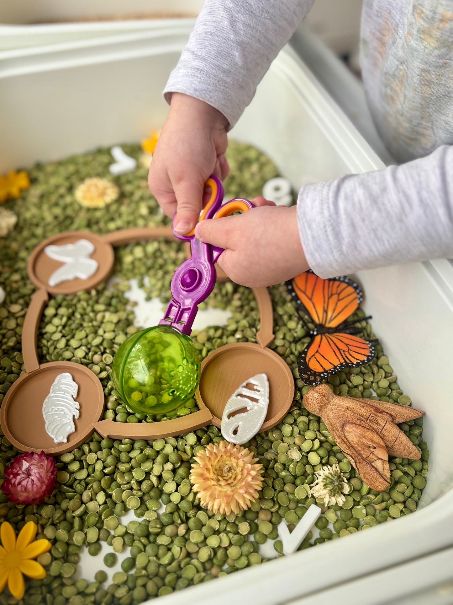 Butterfly Life Cycle Set