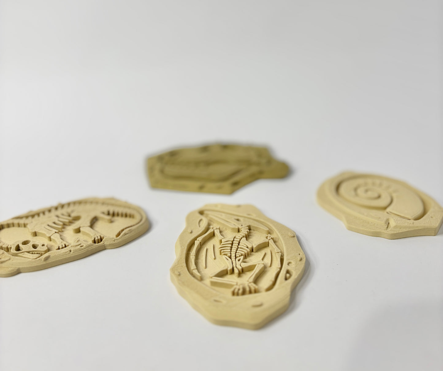 Buried Treasures Fossil Plates