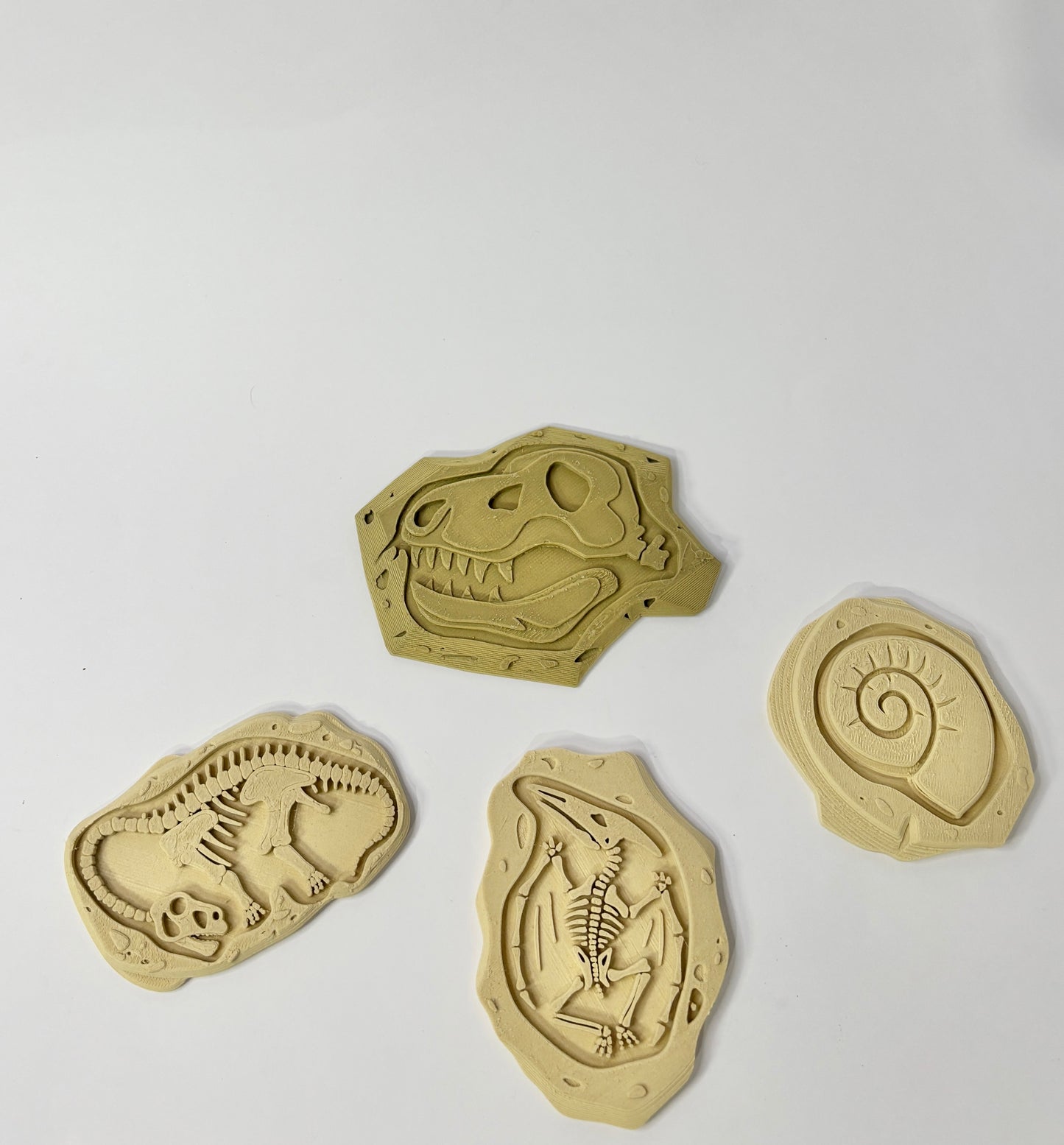 Buried Treasures Fossil Plates