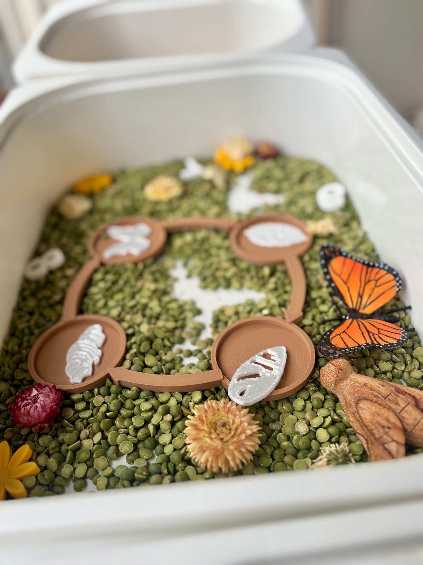 Butterfly Life Cycle Set