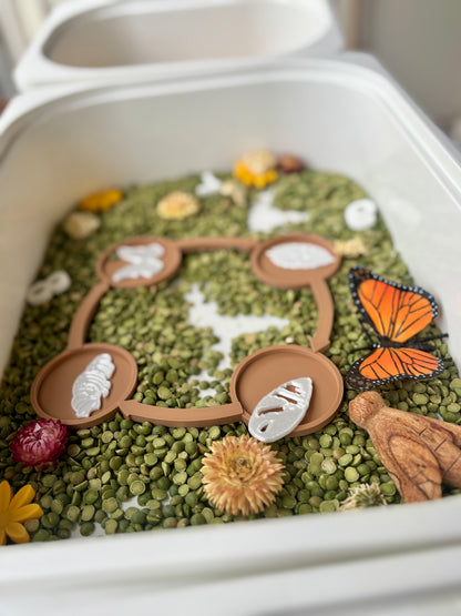 Butterfly Life Cycle Set