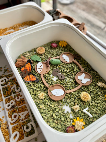 Butterfly Life Cycle Set