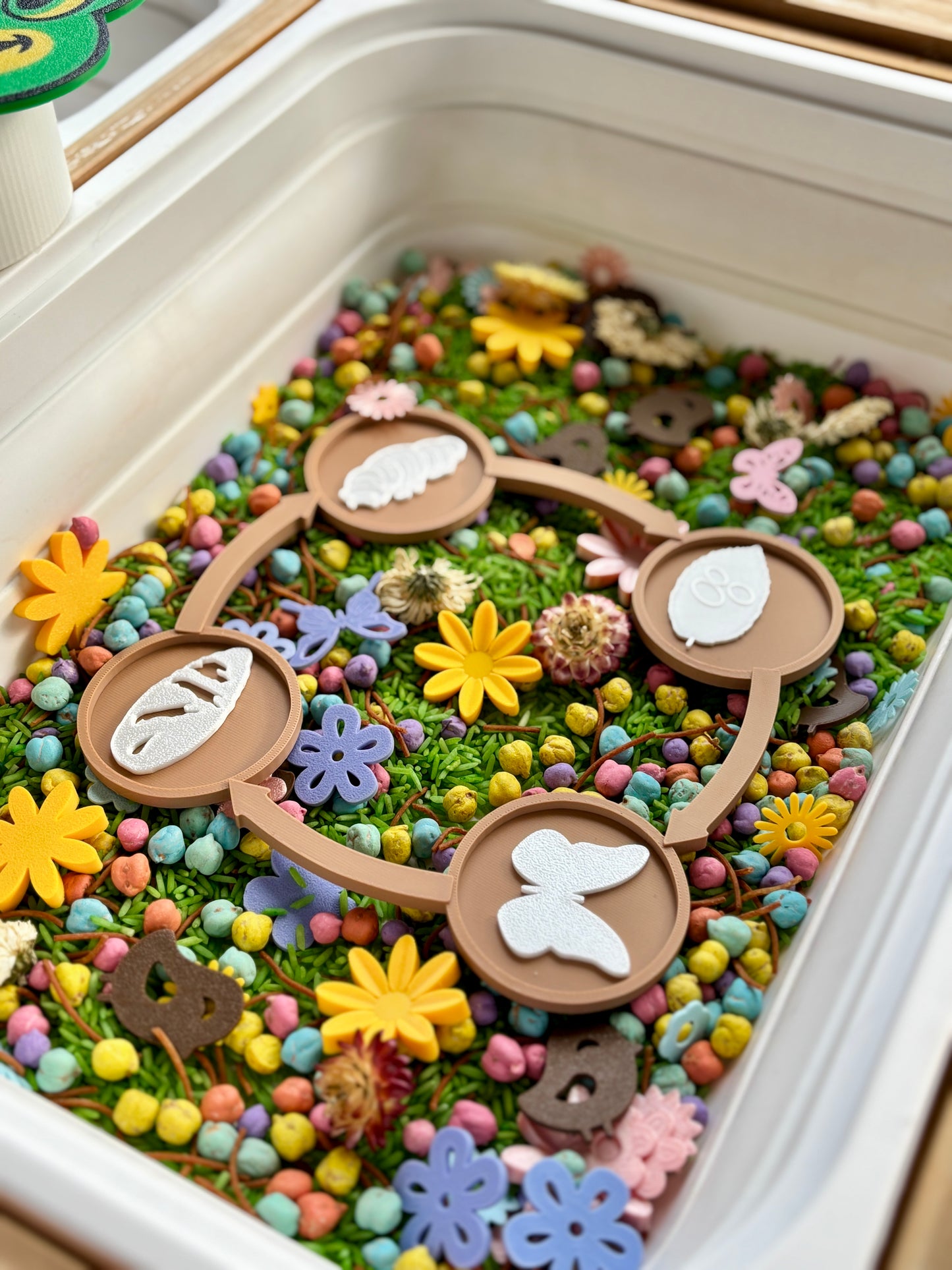 Butterfly Life Cycle Set