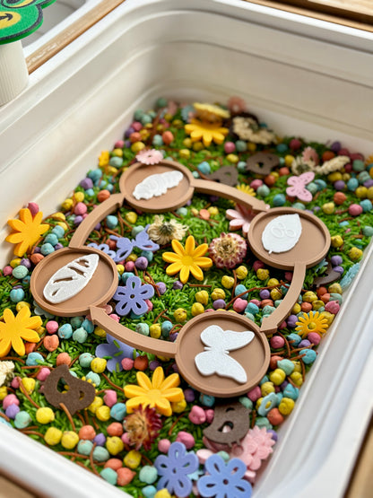 Butterfly Life Cycle Set