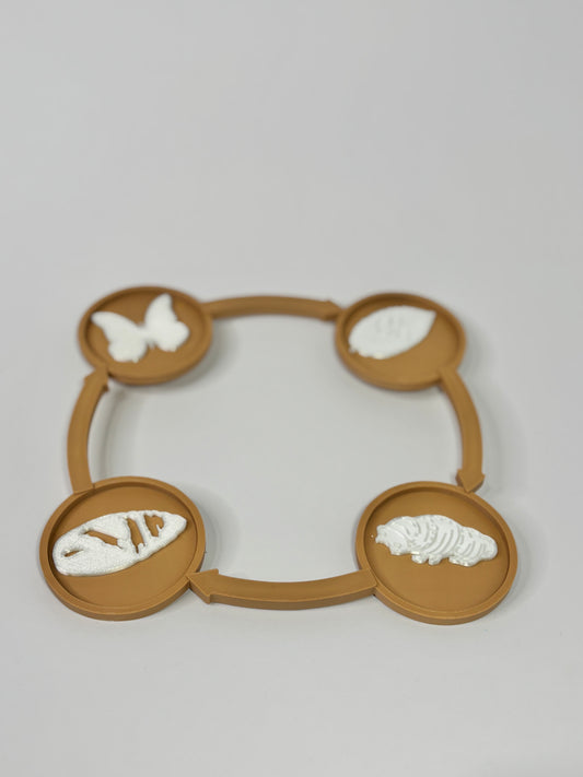 Butterfly Life Cycle Set